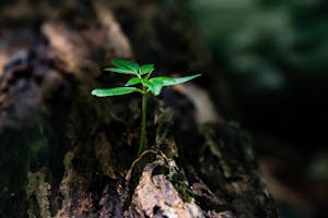 A vibrant green seedling emerges from decaying wood, symbolizing nature's growth.