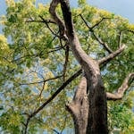 Low angle view of a grand old tree with lush green foliage reaching into a clear blue sky.