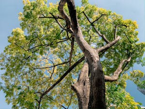 Low angle view of a grand old tree with lush green foliage reaching into a clear blue sky.